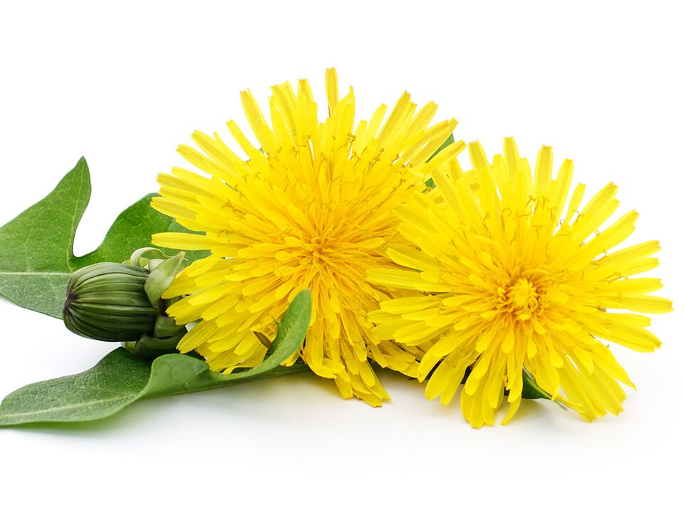 Dandelion Extract v Alcozar